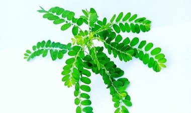 Varian Delta Menggila, Konsumsi 3 Herbal Ini untuk Tingkatkan Daya Tahan Tubuh!