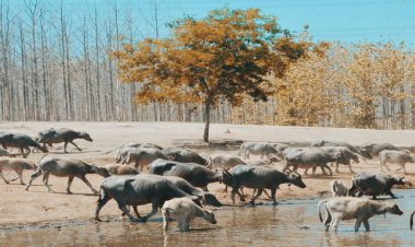 HUT Jatim ke 76, Dishut Jatim Gelar Sinergi Para Pihak Di Kampung Kerbau Ngawi