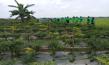 Sekolah Ekonomi Tinggi Program IPDMIP Kabupaten Ngawi