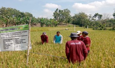 DKPP Ngawi Melakukan Pendampingan Pelaksanaan Panen dan Ubinan Program IPDMIP