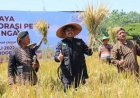 Capaian Produksi Padi di Ngawi Meningkat Setiap Tahun
