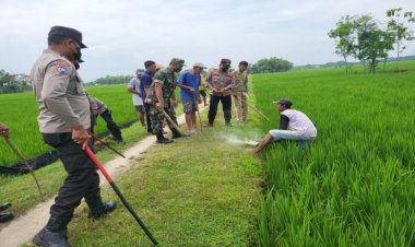 Jebakan Tikus Beraliran Listrik Dilarang, Polsek Karangjati dan Koramil Ajak Petani Pakai Cara Ini
